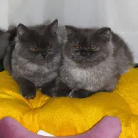 گربه نژاد اسکاتیش ۵ ماهه|گربه|قوچان, |دیوار