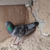 کبوتر تیدی و چاپی ماده|پرنده|شیراز, آبیاری|دیوار