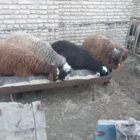 برهنرچاقوخمیر|حیوانات مزرعه|سیمین شهر, |دیوار