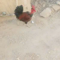 خروس|حیوانات مزرعه|دهدشت, |دیوار