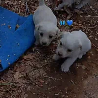 توله پاکوتاه