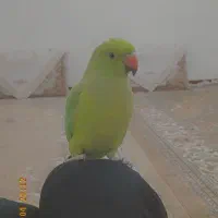 ملنگو ماده /ملنگو /طوطی /پرنده|پرنده|کوهبنان, |دیوار