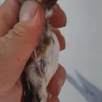 سهره|پرنده|ملارد, |دیوار