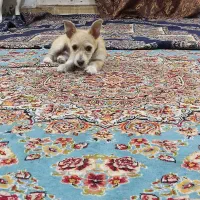 سگ‌پاکوتاه‌به‌مورور‌زمان‌پشمالو‌میشه‌‌و۳ماهشه|سگ|مشهد, پنجتن|دیوار