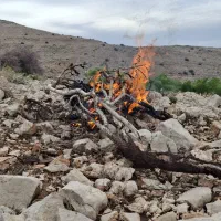 دامنه ممتاز nobat