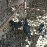 تعدادی غریب گیری|پرنده|ابهر, |دیوار