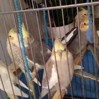 طوطی عروس هلندی