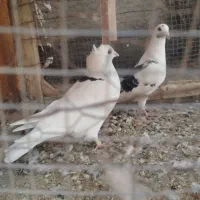 کبوترهوایی|پرنده|گلبهار, شهر جدید گلبهار|دیوار