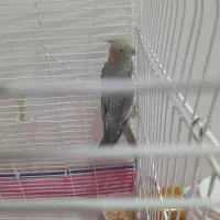 عروس هلندی ماده بالغ تخم گذار