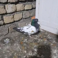 کفتر|پرنده|مشهد, ویلاشهر|دیوار