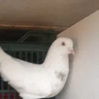 گمشده