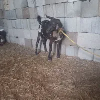 2عددبز چپشت پچی|حیوانات مزرعه|تخت, |دیوار