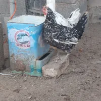 مرغ گلین|حیوانات مزرعه|اصفهان, ارغوانیه|دیوار