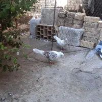 کبوتر