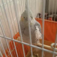 عروس هلندی ماده باقفس850