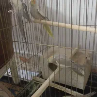 4عدد عروس هلندی به همراه قفس