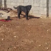 سگ سراب|سگ|کرمانشاه, |دیوار