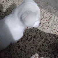 سگ سفید پاکوتاه