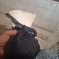 کبوتر درجه یک