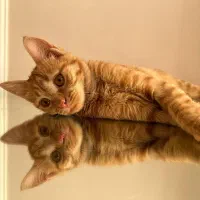 فروش  ۲ عدد گربه خانگی|گربه|تبریز, |دیوار