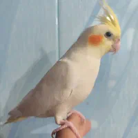 عروس هلندی|پرنده|اهواز, کوی صادقیه|دیوار