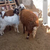 بره قوچی قوچ|حیوانات مزرعه|رضویه, |دیوار
