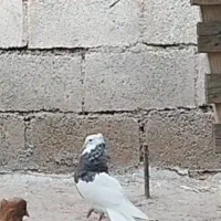 سرکه ای خفت|حیوانات|دزفول, |دیوار