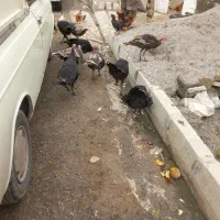 بوقلمون|حیوانات مزرعه|ماهیدشت, |دیوار