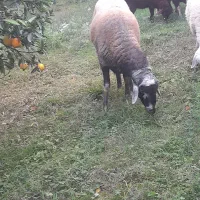 گوسفند نر تخمی|حیوانات مزرعه|قائم‌شهر, |دیوار