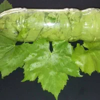 برگ انگور به صورت شیشه