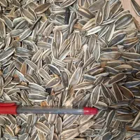 پخش تخمه|عمدهفروشی|مشهد, شهرک شیرین|دیوار