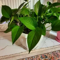 ۲عدد گل پتوس