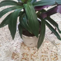 ظروف شیشه  وگل|حراج|خوی, |دیوار