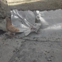 بالا دیمدیک ساری ساری گوز و سرور شازده