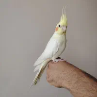 کوتوله سرلاکی و عروس بالغ