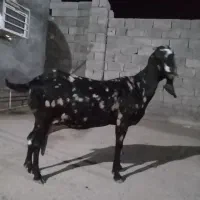 بز فروشی