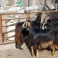 تیشتر بز|حیوانات مزرعه|بهبهان, |دیوار