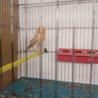 قناری توپاز|پرنده|داراب, |دیوار