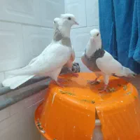 سه تاطوق بالدار