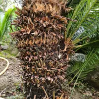 فروش سیکاس رامسر