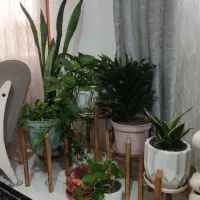 گل ها با گلدان و پایه های چوبی