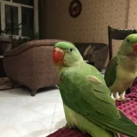 شاه طوطی سخنگو ۸ ماهه