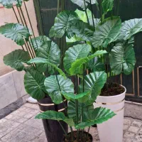 درختچه های مصنوعی|گل مصنوعی|شهریار, شهرک بهاران (ویره)|دیوار