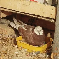 کبوتر پرشی|پرنده|مشگین شهر, |دیوار