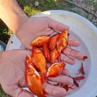 حراج کلی ،جزئی ماهی گلی مخلوط ارسال به زاهدان قرمز