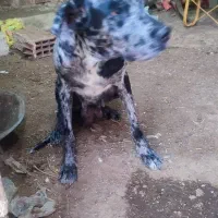 واگذاری دوقلاده سگ های گریت دین|سگ|بوکان, |دیوار