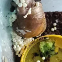 حلزون آلبینو بالغ