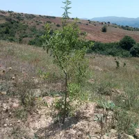 فروش زمین|فروش زمین و ملک کلنگی|دیلمان, |دیوار