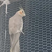 فروش عروس هلندی آشتی