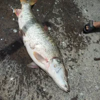 ماهی سید روز